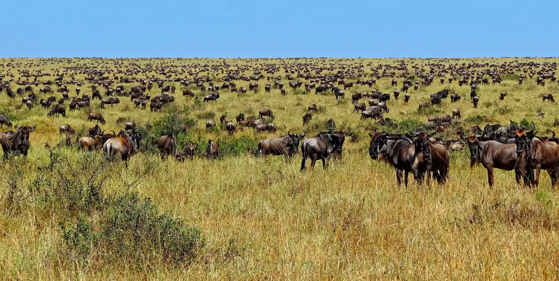 Kenya to host the next Africa Climate Summit